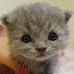 Meet your Posher, Rong